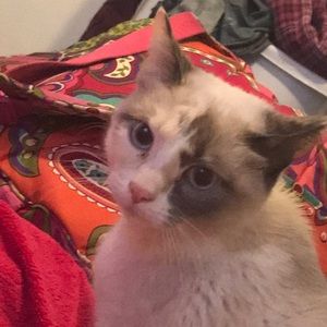 Meet your Posher, Olivia